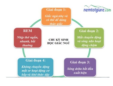 Những gì xảy ra trong mỗi giai đoạn của giấc ngủ